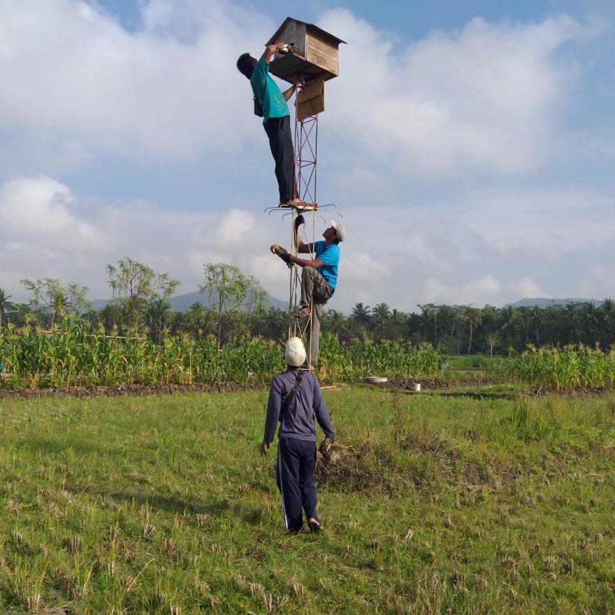 Pelepasliaran Burung Hantu Tyto Alba di Bulak Sawah Ngulakan